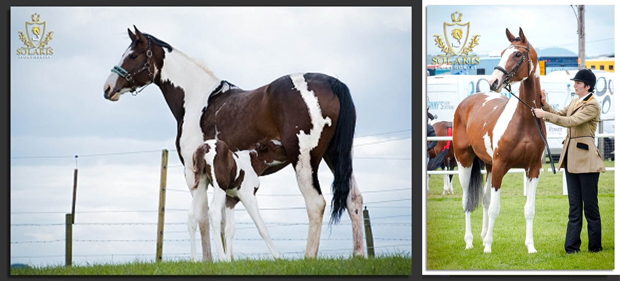 Jaffa Caxe SSH - Coloured Broodmare